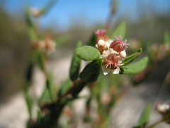 Monotaxis bracteata