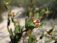 Monotaxis bracteata