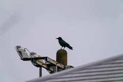 Corvus macrorhynchos