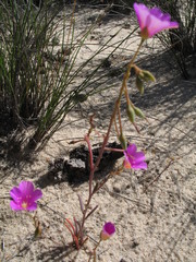 Calandrinia polyandra