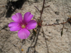 Calandrinia polyandra