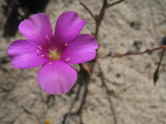 Calandrinia polyandra