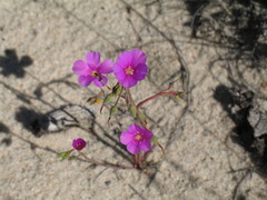 Calandrinia polyandra