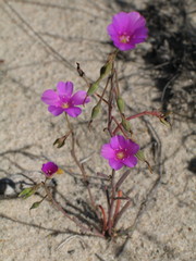 Calandrinia polyandra