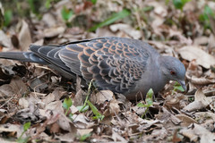 Streptopelia orientalis