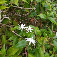 Jasminum polyanthum