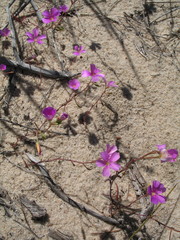 Calandrinia polyandra