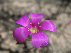 Calandrinia polyandra