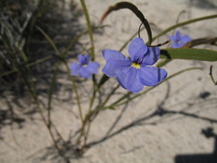 Dampiera lindleyi