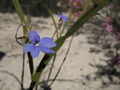 Dampiera lindleyi
