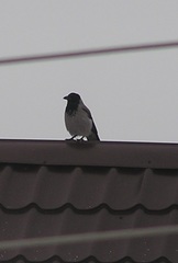 Corvus cornix