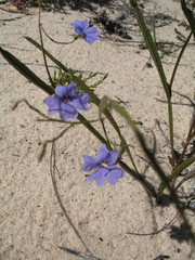 Dampiera lindleyi