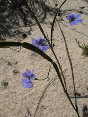 Dampiera lindleyi