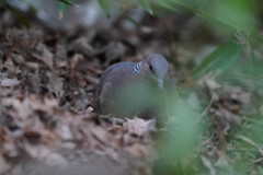 Streptopelia orientalis