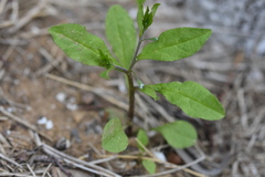 Bothriospermum zeylanicum