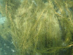 Cystophora moniliformis