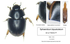 Sphaeridium bipustulatum