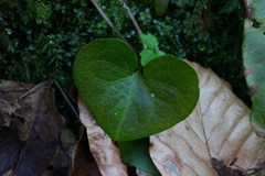 Asarum caucasicum