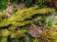 Cystophora subfarcinata