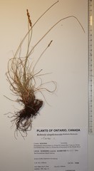 Carex simpliciuscula