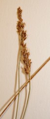 Carex simpliciuscula
