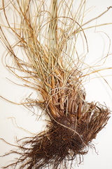 Carex simpliciuscula