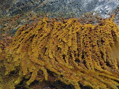 Cystophora subfarcinata