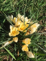 Crocus chrysanthus