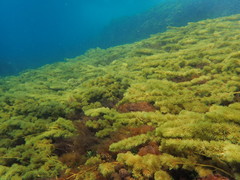 Cystophora subfarcinata