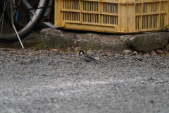 Parus minor