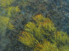 Scytothalia dorycarpa