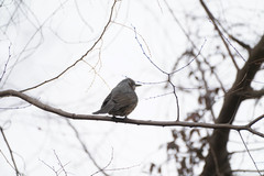 Hypsipetes amaurotis