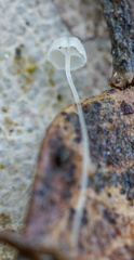 Mycena quercus-ilicis