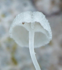 Mycena quercus-ilicis