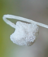 Mycena quercus-ilicis