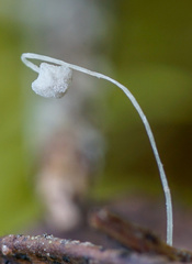 Mycena quercus-ilicis