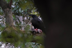 Corvus macrorhynchos
