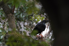 Corvus macrorhynchos