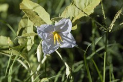 Solanum juvenale