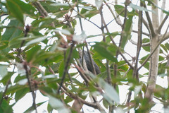 Hypsipetes amaurotis