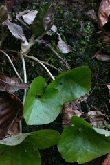 Asarum caucasicum