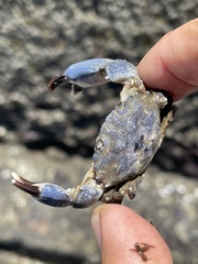 Pleocyemata