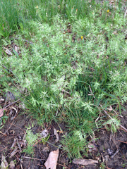 Poa bulbosa vivipara
