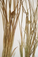 Carex sychnocephala