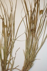 Carex sychnocephala
