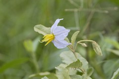 Solanum juvenale