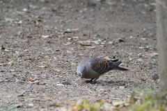 Streptopelia orientalis