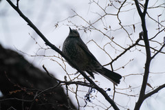 Hypsipetes amaurotis