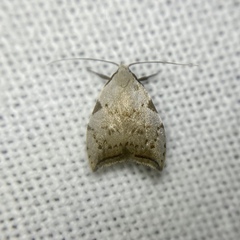 Zonopetala viscata