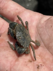 Pleocyemata